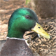Mallard Duck Closeup - VideoHive Item for Sale