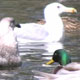 Seagulls and Ducks in Pond - VideoHive Item for Sale