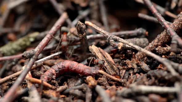 Ants attacking red caterpillar and carrying it to the anthill