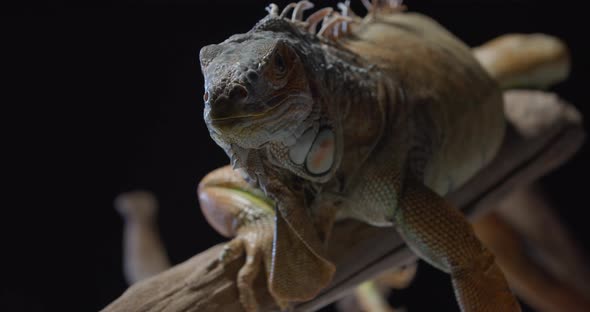 Huge Iguana is Sitting on a Tree Branch and Looking at the Camera Studio alt