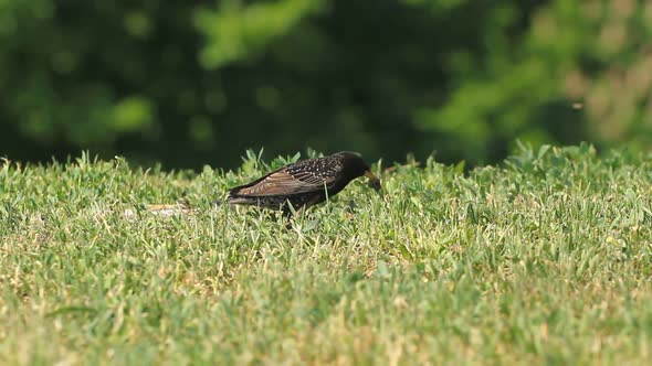 Starling Eating Worms