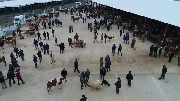 Cattle Market Aerial View