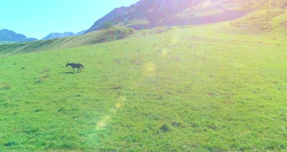 Flight Over Wild Horses Herd on Meadow alt
