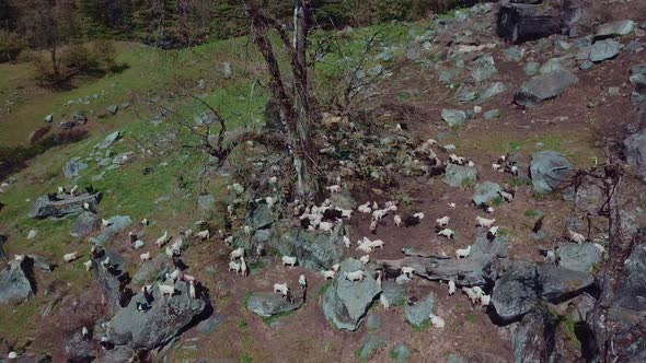 Aerial Shot of a Huge Flock of Sheep Resting on Rocks Under a Tree with Dried Up Branches alt