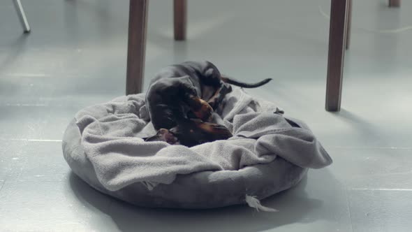 Littlye Black Teckel Daschund Puppy Rolling in Its Bed