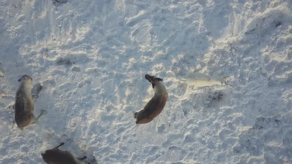 Aerial Drone Footage of Caribou Grazing on the Tundra in Arctic Alaska During Winter alt