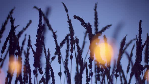 Lavender Silhouette on Deep Violet Background with Blured Bokeh Light on Foreground