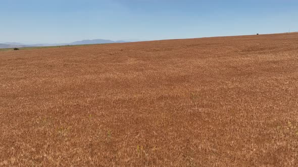 Wheat Field Aerial