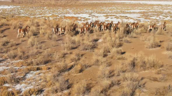 A Herd of Przewalski's Horses Gallops Across the Steppe Filmed From a Drone alt