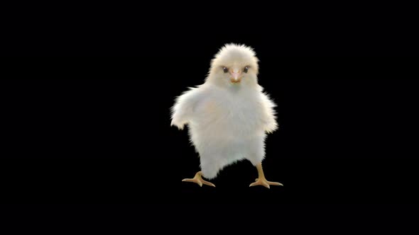 13 Baby Chicks Dancing 4K alt