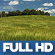 Young Rye Field 1 - VideoHive Item for Sale