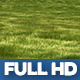 Young Rye Field 2 - VideoHive Item for Sale