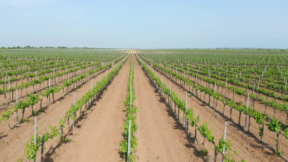 Green Vineyard Meadow