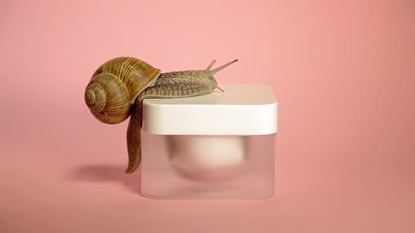 Snail Crawling On a Jar of Cream