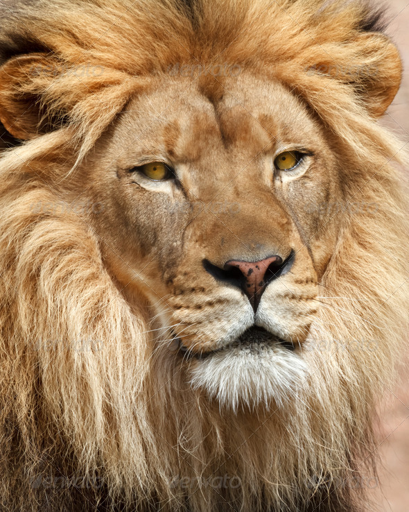 Lion Stock Photo by mblach | PhotoDune