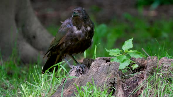 Slow motion shot of Black crow walking on wooden trunk in forest during sunlight alt