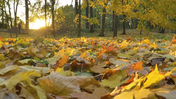 Sunlight Illuminates Yellowed Leaves Fallen From Trees alt