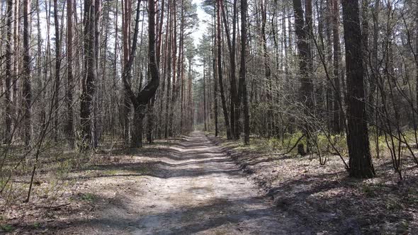 Road in the Forest During the Day Slow Motion alt