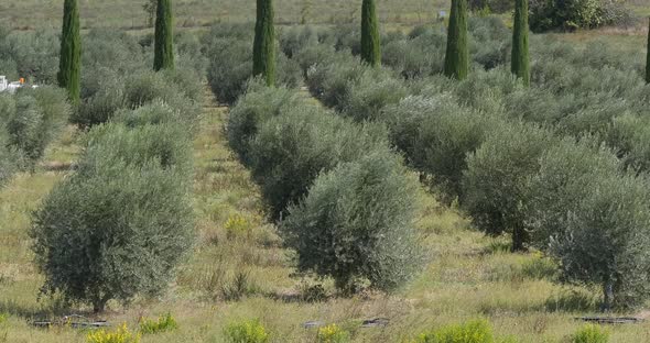 952085 Wind in the Olive’s Tree near Maussane Les Alpilles in the South East of France, Real Time 4K alt