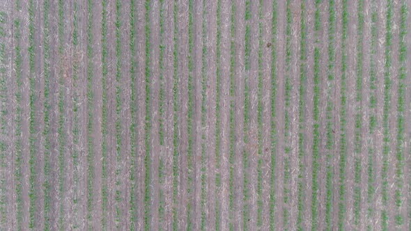 4K drone flying over crops field in rural area.