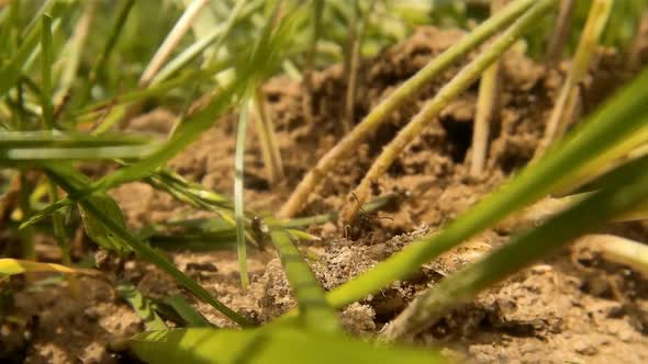 Summer Grass And Crawling Ants