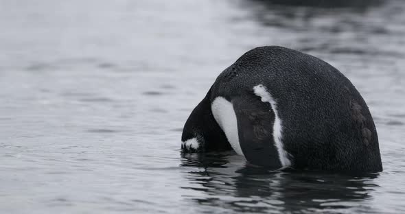 MS Gentoo Penguin (Pygoscelis papua) chick in shallow water / Cuverville Island, Antarctica