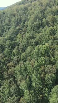 Carpathian Mountains alt