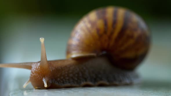 Garden Snail Crawling, Macro alt