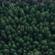 Tops Of Trees Aerial Shot Backward - VideoHive Item for Sale