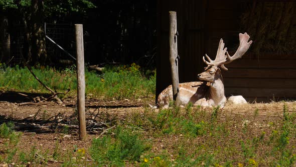 Animals Park with Fallow Deer, France alt