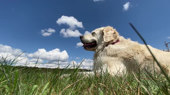Love for Pets. Closeup Portrait of a Beautiful Golden Retriever in a Field in Sunny Summer Weather
