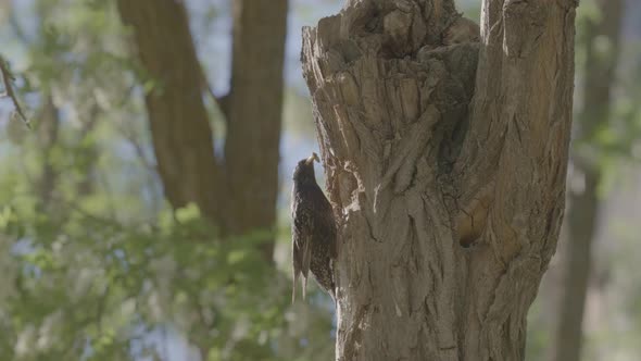 Beautiful Starling Bird Feeds the Chick in Nest