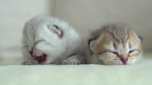 Cute Persian Kittens Sleeping On Sofa alt