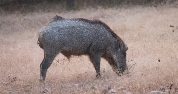 Male Indian Wild Boar Grazing in Ranthambore National Park, Rajasthan, India alt