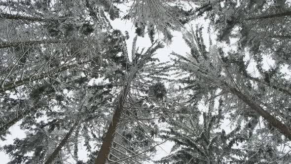 Low angle in European winter forest covered crown of tree in snow 