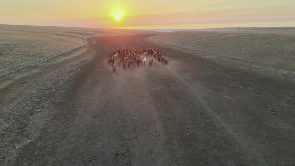Wild Horses Running. Herd of Horses, Mustangs Running on Steppes To River.  Hdr Slow Motion alt