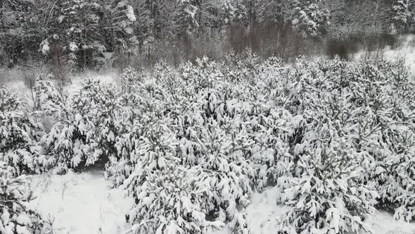 Christmas Trees in the Field are Fantastically Covered with Snow Aerial View alt