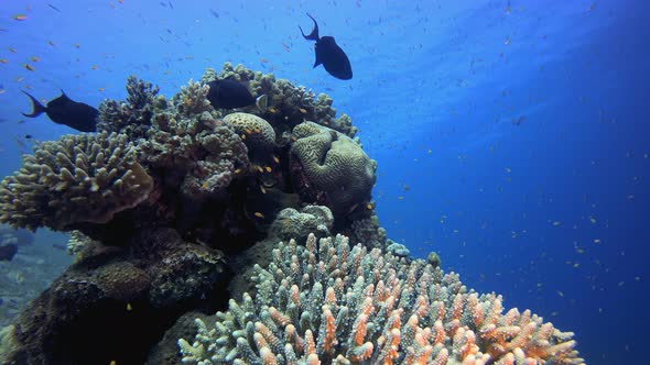 Colourful Underwater Reef alt