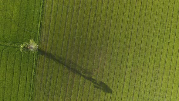 beautiful rice plants in rice field. aerial view drone top view. evening time. alt