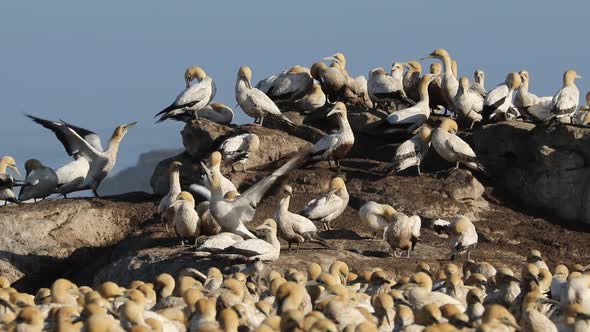 Cape Gannet Colony alt