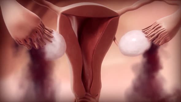3D Medical Animated Female Reproductive System, Menstrual Cycle alt