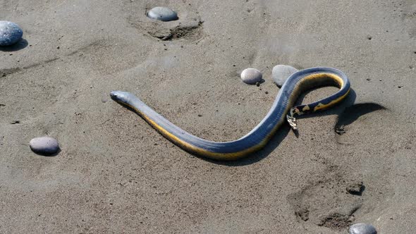 Tropical Yellow Sea Snake on the Sand of the Beach