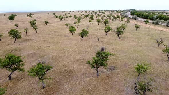 Bird'seye View of Agricultural Land in the Steppe Zone alt