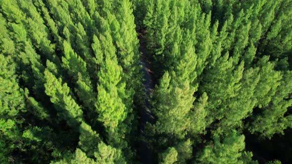 Drone flying over a beautiful pine trees alt