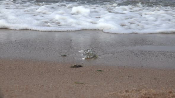 Broken Glass On The Beach