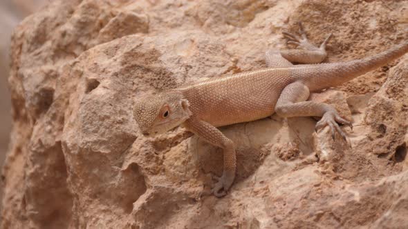 Desert Agama on a rock alt