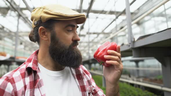 Inspired Farmer Smelling Fresh Pepper, Proud of Vegetable Harvest, Agriculture