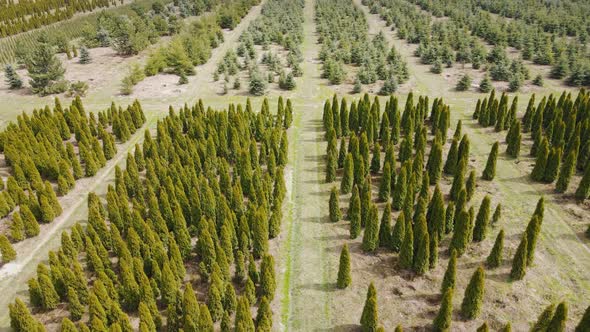 Aerial View Thuja Seedlings Grown on an Industrial Scale alt