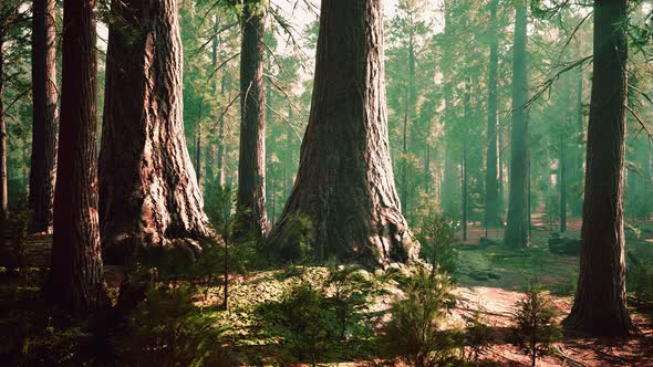Giant Sequoias in the Giant Forest Grove in the Sequoia National Park alt
