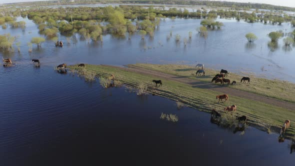 The Horse Herd Graze Along the Shore of the Lake. Wild Horses in Nature